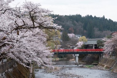 TAKAYAMA, JAPAN - APRIL 5, 2023: Nakabashi bridge with sakura cherry blossom in April clipart