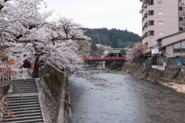 TAKAYAMA, JAPONYA - 5 Nisan 2023: Sakura kiraz çiçekli Nakabashi köprüsü Nisan ayında