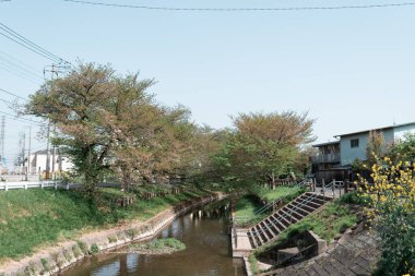 KAWAGOE, JAPONYA - 11 Nisan 2023 Kawagoe 'nun Shingashi nehir kıyısı boyunca Sakura ağaçları