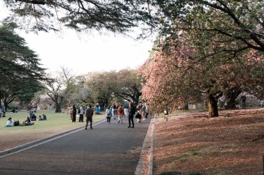 TOKYO, JAPONYA - 11 Nisan 2023 Shinjuku Gyoen Ulusal Bahçesinde kiraz çiçekleriyle yürüyen insanlar