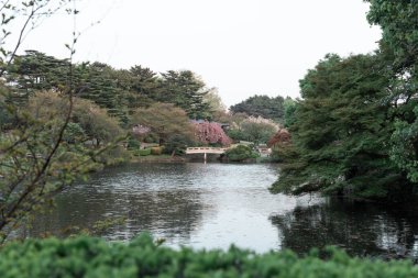 TOKYO, JAPONYA - 11 Nisan 2023 Shinjuku Gyoen Ulusal Bahçesinde akşam vakti kiraz çiçekleriyle