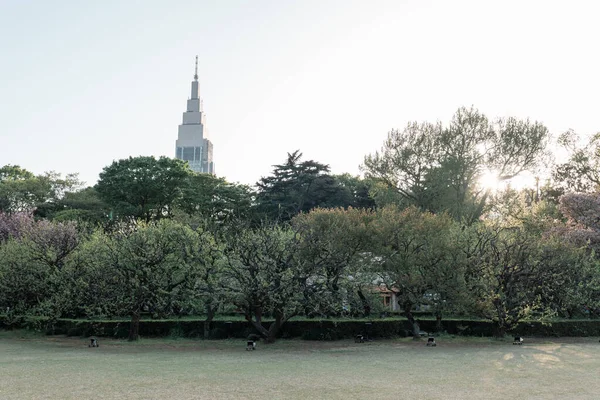 Tokyo Japan April 2023 Shjuku Gyoen National Garden 소나무 — 스톡 사진