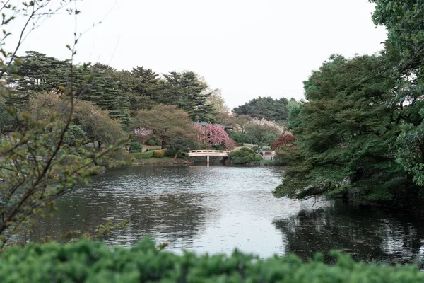 Tokyo Japan April 2023 Evening Time Shjuku Gyoen National Garden — 스톡 사진