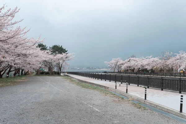 Japan April 2023 사쿠라 공원에서 피어나다 — 스톡 사진