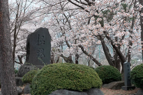 Japan April 2023 사쿠라 나무와 — 스톡 사진