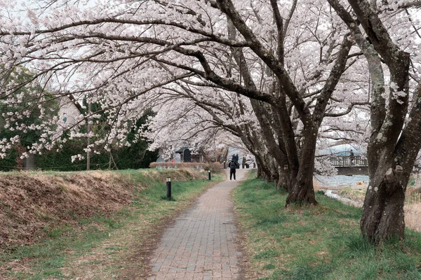 Japan April 2023 사쿠라 공원에서 피어나다 — 스톡 사진