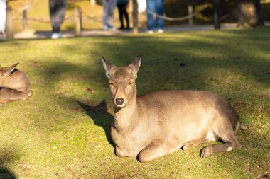 Geyik Japonya 'daki Nara parkında çimlerde oturmaktan zevk alır.