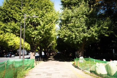 TOKYO, JAPONYA - 7 Kasım 2024: Meiji Jingu Gaien Gingko Bulvarı 'ndaki karanlık yol