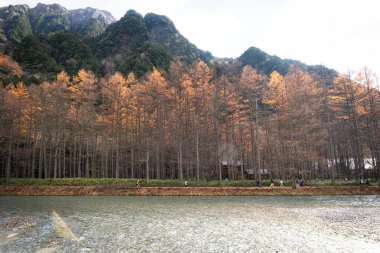 Sonbahar mevsiminde Kamikochi Ulusal Parkı 'ndaki Azusa nehir suyunu ve çam ağaçlarını temizle