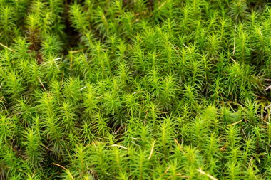 Kamicochi milli parkında yeşil yosun (Politrikum komünü) yosunlarına yakın çekim