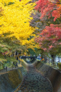 Japonya 'nın Yamanashi ilindeki Momiji Kairo tüneli Maple Koridoru.