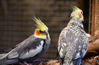 Little Budgerigar Parrot Bird