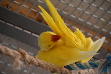 Little Budgerigar Parrot Bird