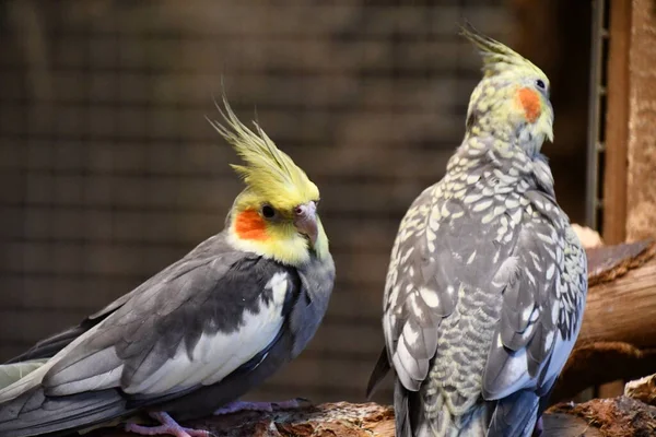 Little Budgerigar Parrot Bird