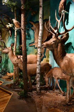 WARSAW, POLAND - JUL 15: Museum of Hunting and Horsemanship at Royal Lazienki Museum in Warsaw, Poland, as seen on July 15, 2022.