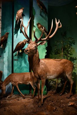 WARSAW, POLAND - JUL 15: Museum of Hunting and Horsemanship at Royal Lazienki Museum in Warsaw, Poland, as seen on July 15, 2022.