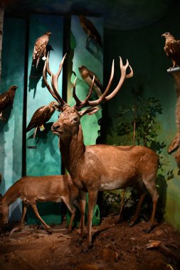 WARSAW, POLAND - JUL 15: Museum of Hunting and Horsemanship at Royal Lazienki Museum in Warsaw, Poland, as seen on July 15, 2022.