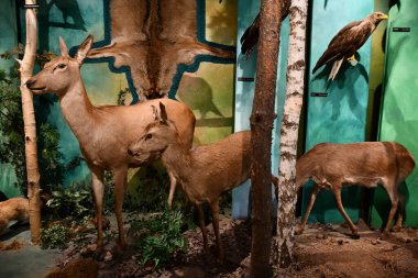 WARSAW, POLAND - JUL 15: Museum of Hunting and Horsemanship at Royal Lazienki Museum in Warsaw, Poland, as seen on July 15, 2022.