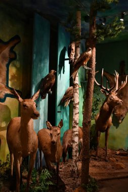 WARSAW, POLAND - JUL 15: Museum of Hunting and Horsemanship at Royal Lazienki Museum in Warsaw, Poland, as seen on July 15, 2022.