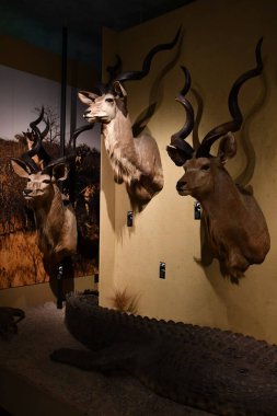 WARSAW, POLAND - JUL 15: Museum of Hunting and Horsemanship at Royal Lazienki Museum in Warsaw, Poland, as seen on July 15, 2022.