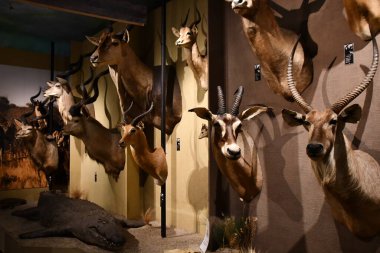 WARSAW, POLAND - JUL 15: Museum of Hunting and Horsemanship at Royal Lazienki Museum in Warsaw, Poland, as seen on July 15, 2022.