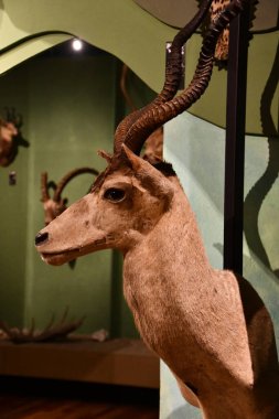 WARSAW, POLAND - JUL 15: Museum of Hunting and Horsemanship at Royal Lazienki Museum in Warsaw, Poland, as seen on July 15, 2022.