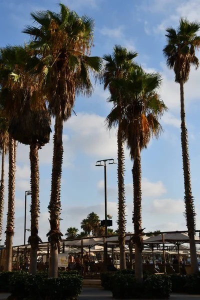 Tel Aviv Israel Jul Aan Het Strand Tel Aviv Israël — Stockfoto