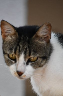 A Little Cat as a Pet