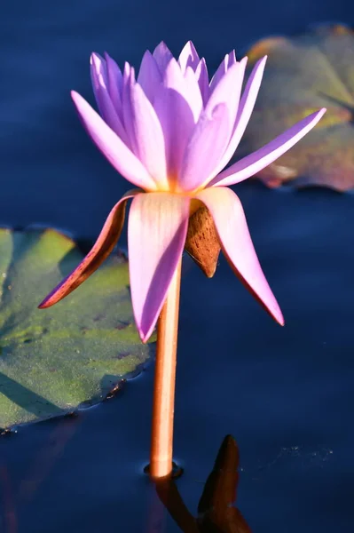 Lily Flowers on Lily Pad