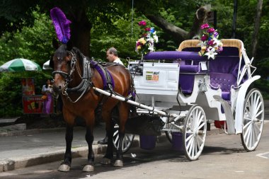 NEW YORK CITY - 18 Haziran 2022 'de New York' taki Central Park 'ta At Arabası Gezisi.