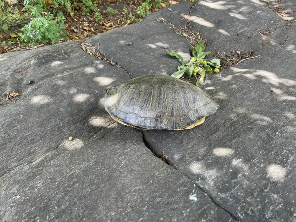 Черепаха Черепаха Алеї — стокове фото
