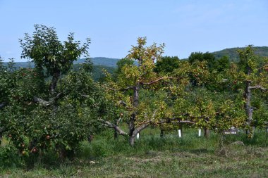 An Apple Orchard in Connecticut USA