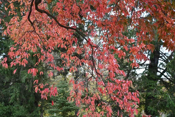 ニューヨークのロングアイランドの秋の色 — ストック写真