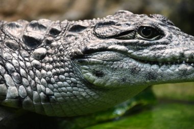 Timsahlar ve timsahlar gibi sürüngenler.