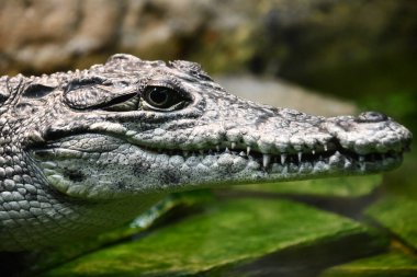 Timsahlar ve timsahlar gibi sürüngenler.