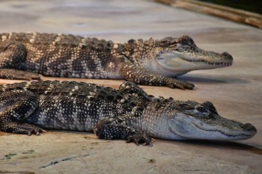Timsahlar ve timsahlar gibi sürüngenler.