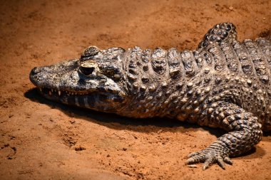 Timsahlar ve timsahlar gibi sürüngenler.