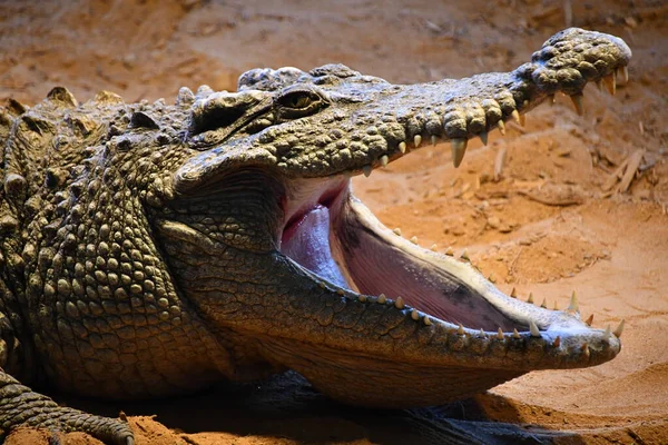 Reptiler Som Alligatorer Och Krokodiler — Stockfoto