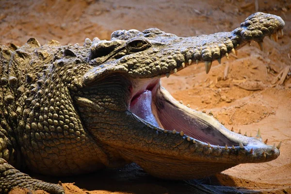 Reptiles Comme Les Alligators Les Crocodiles — Photo