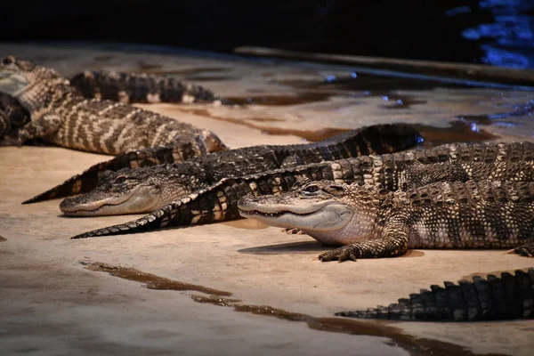 Krypdyr Som Alligatorer Krokodiller – stockfoto