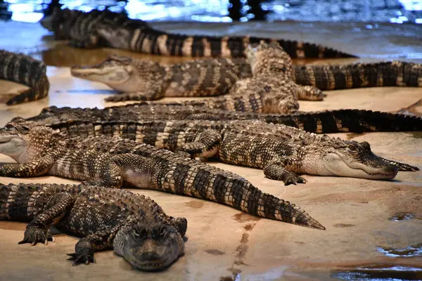 Hüllők Mint Aligátorok Krokodilok — Stock Fotó