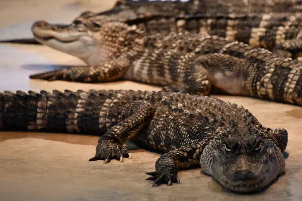 Reptielen Zoals Krokodillen Krokodillen — Stockfoto
