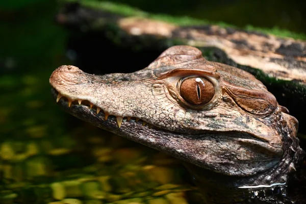 Matelijat Kuten Alligaattorit Krokotiilit — kuvapankkivalokuva