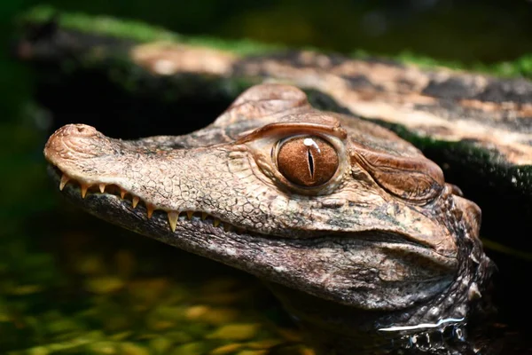 Рептилии Такие Аллигаторы Крокодилы — стоковое фото