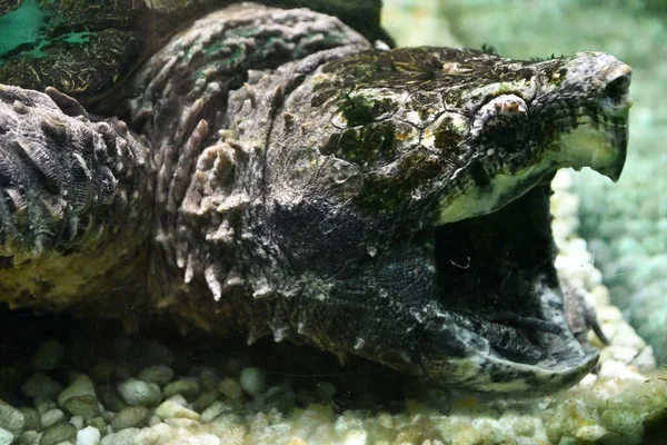 Reptilien Wie Alligatoren Und Krokodile — Stockfoto
