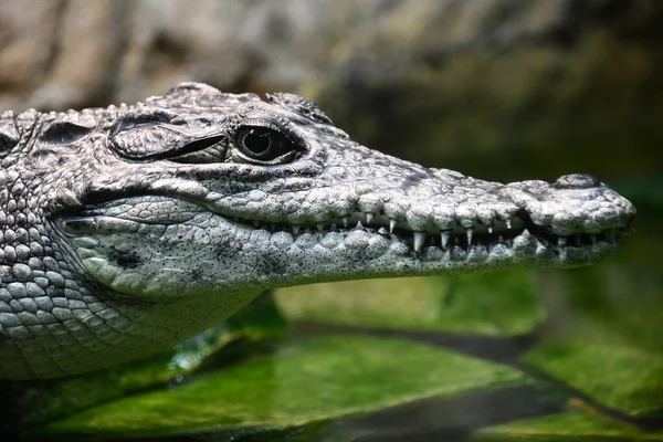 Répteis Como Jacarés Crocodilos — Fotografia de Stock