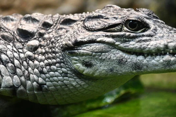 Рептилії Алігатори Крокодили — стокове фото