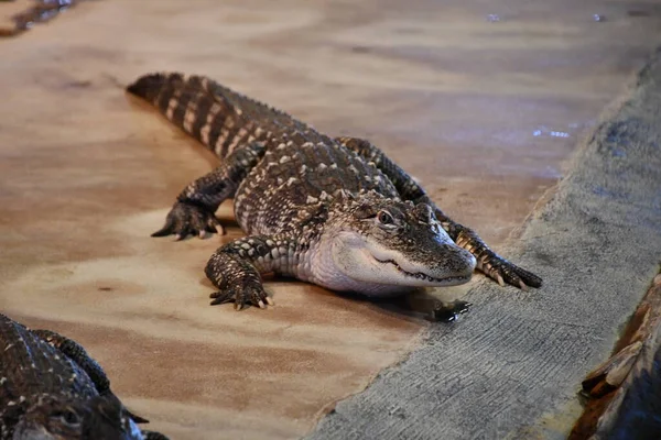 Reptielen Zoals Krokodillen Krokodillen — Stockfoto
