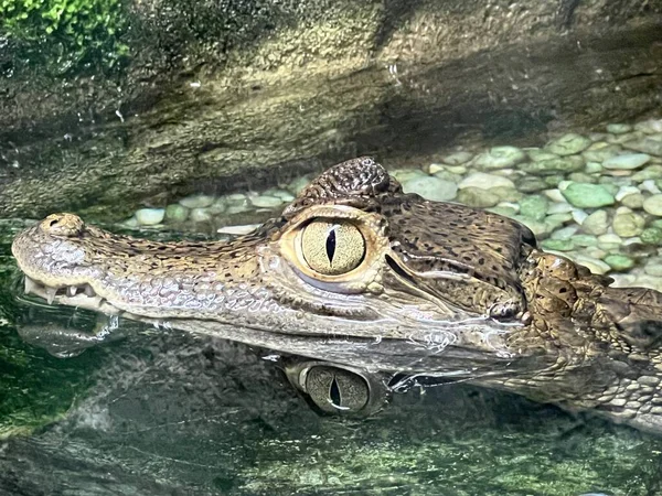 stock image Reptiles like Alligators and Crocodiles