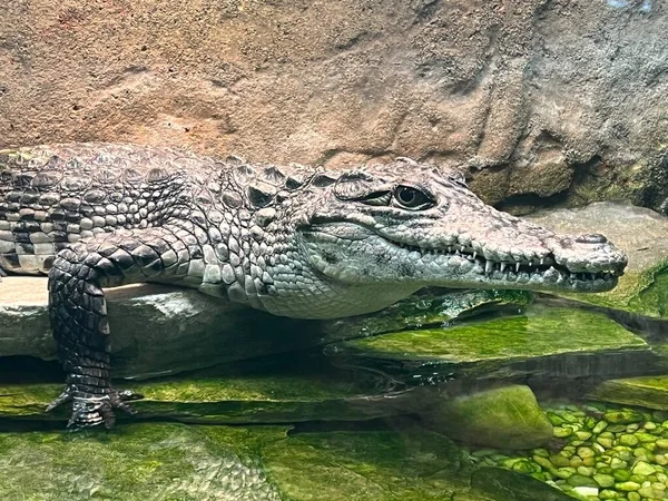 Hüllők Mint Aligátorok Krokodilok — Stock Fotó
